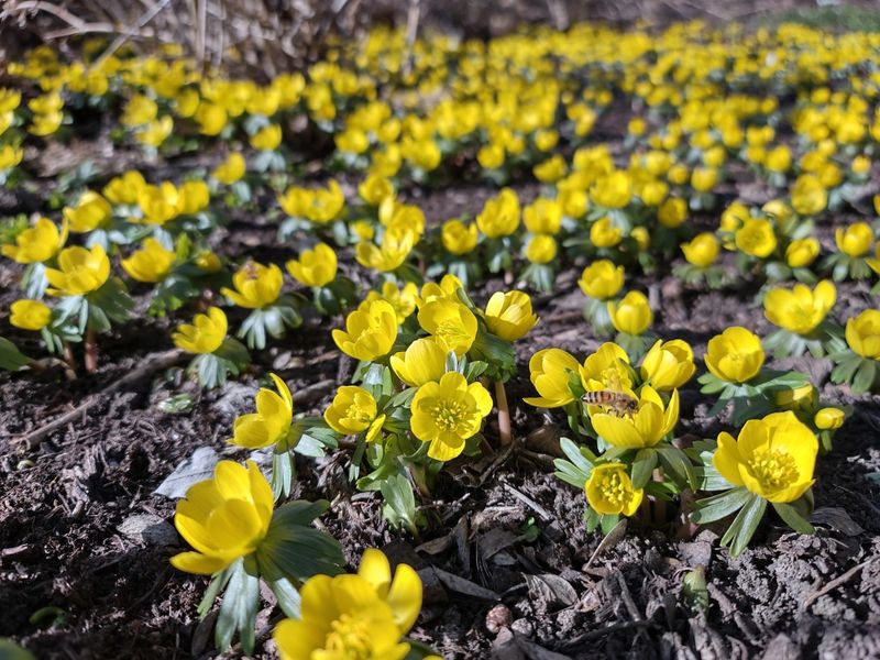 Winter Aconite