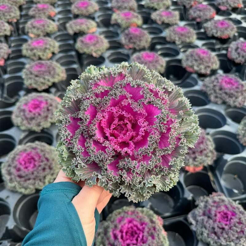 Ornamental Kale Adds Texture