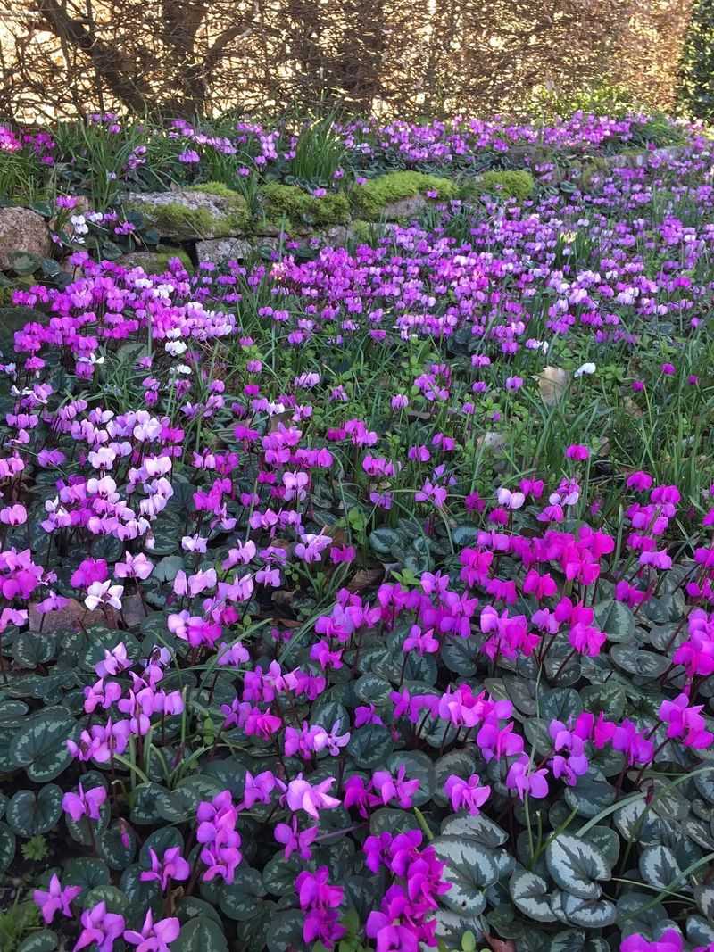 Cyclamen Coum