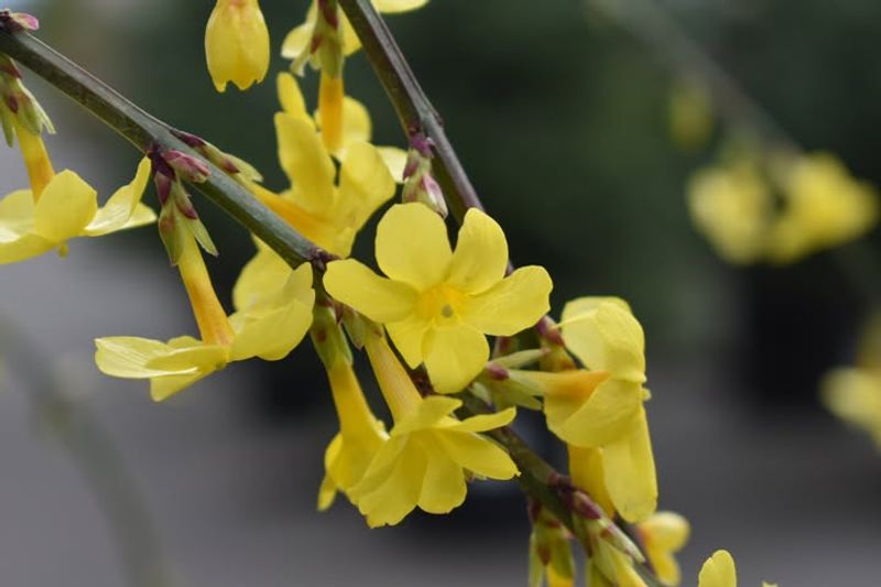 Winter Jasmine (Jasminum nudiflorum)