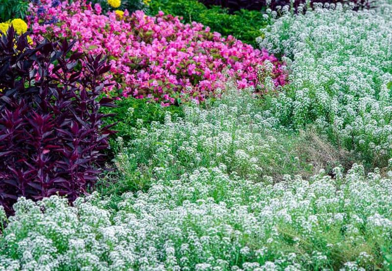 Sweet Alyssum Continues Blooming