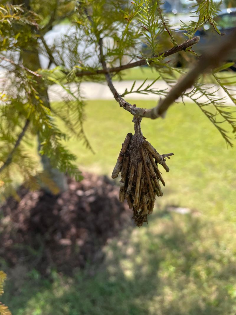 Bagworms Spin Protective Cases