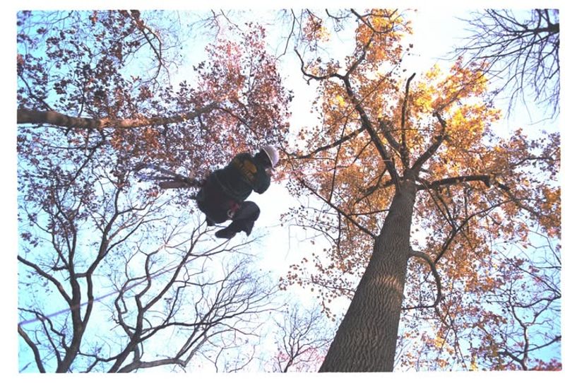 Bagworms Create Protective Cocoons