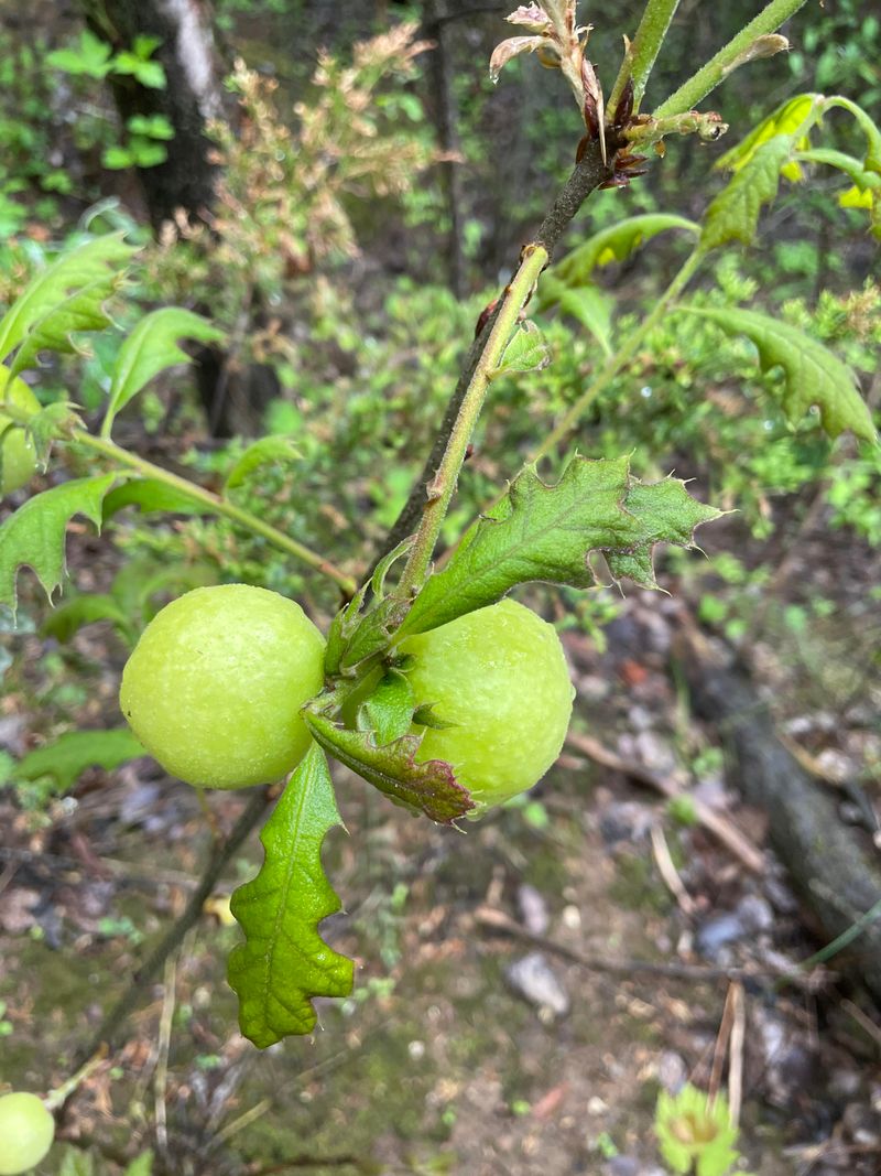 Oak Apple Galls House Wasp Larvae