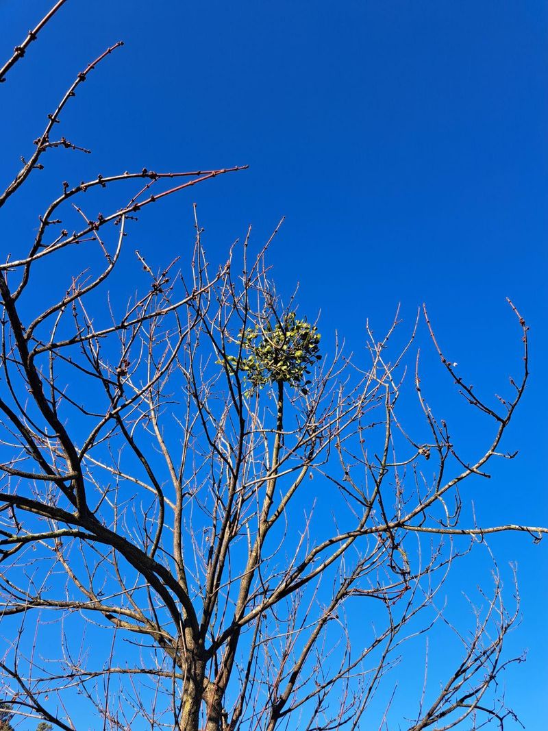 Mistletoe Clumps Thrive in Tree Canopies