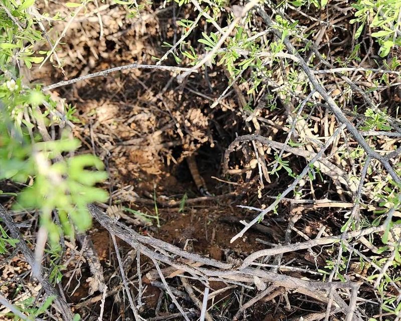 Packrat Middens Stashed in Branches