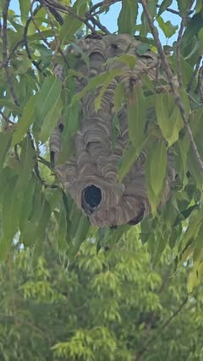 Wasp Nests Disguised by Leaves