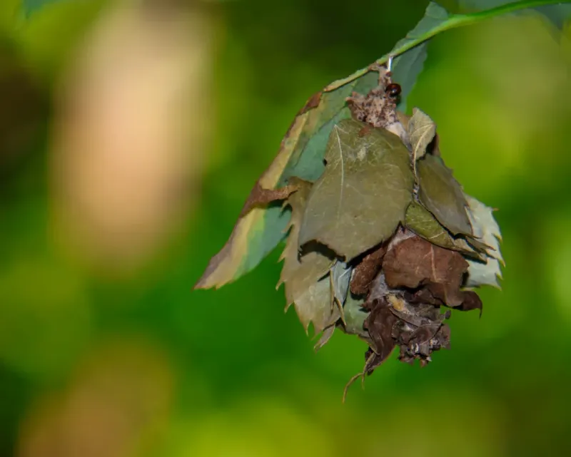 Bagworm Cocoons