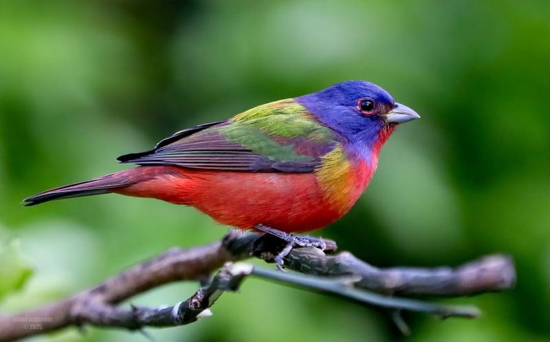 Painted Bunting