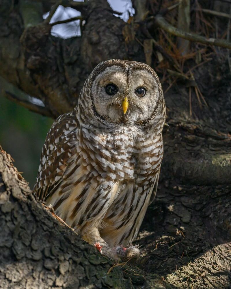 Barred Owls