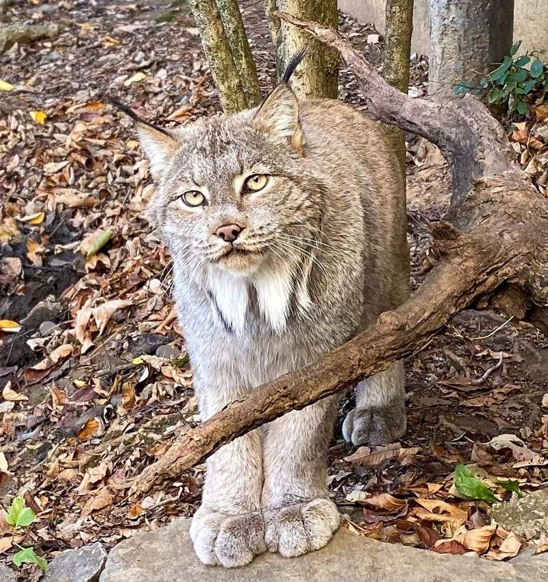 Canada Lynx