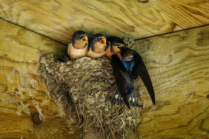 Barn Swallow Nests