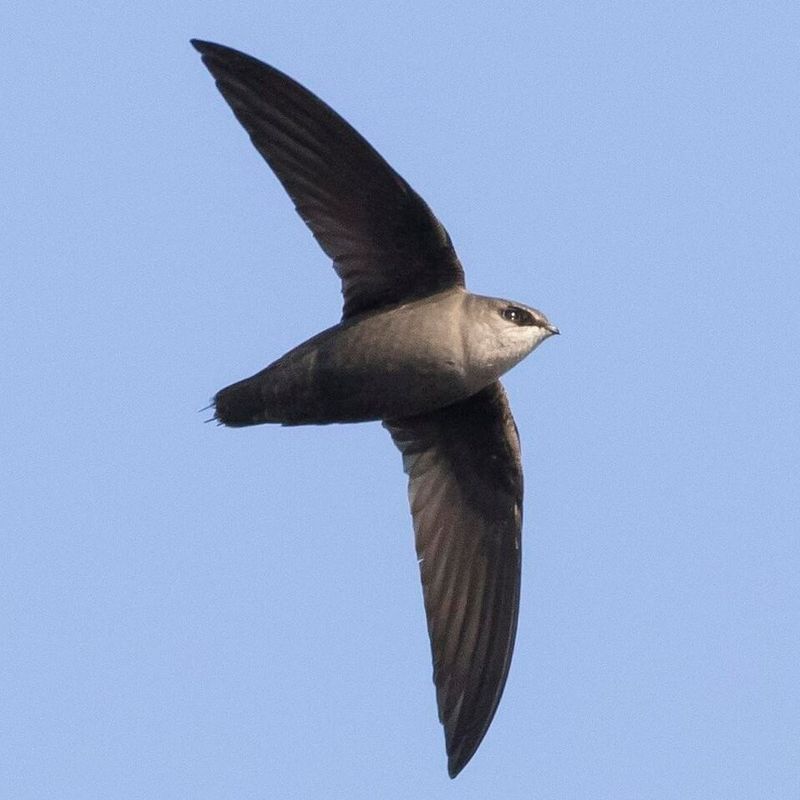 Chimney Swift