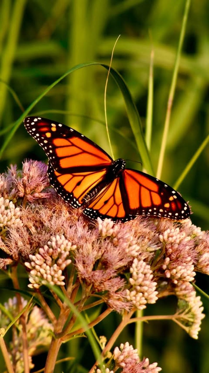 Monarch Butterfly