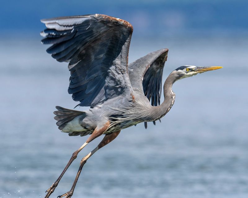 Great Blue Herons
