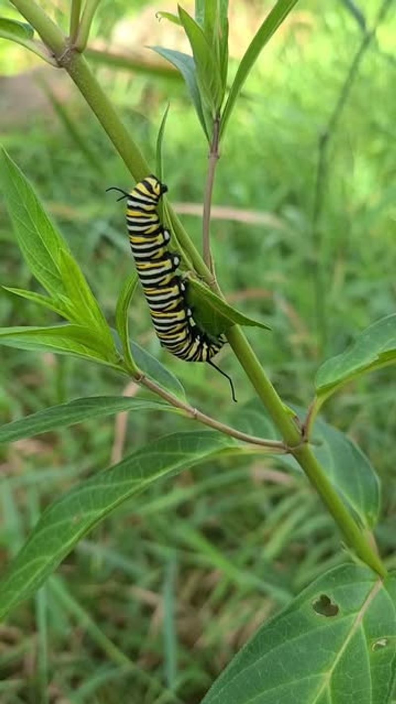 Monarch Butterfly Caterpillars On Milkweed
