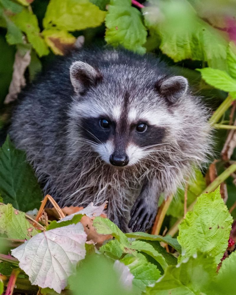 Overgrown Shrubs Hide Raccoons And Possums