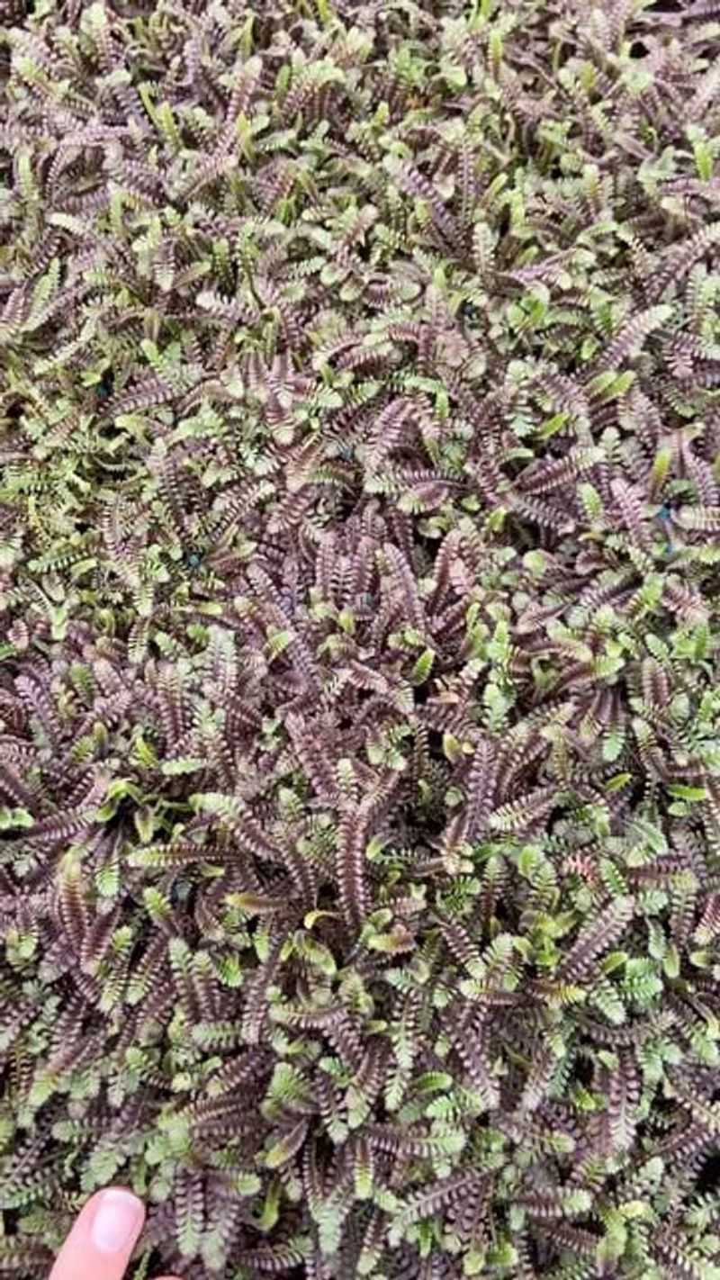 Brass Buttons (Leptinella squalida)