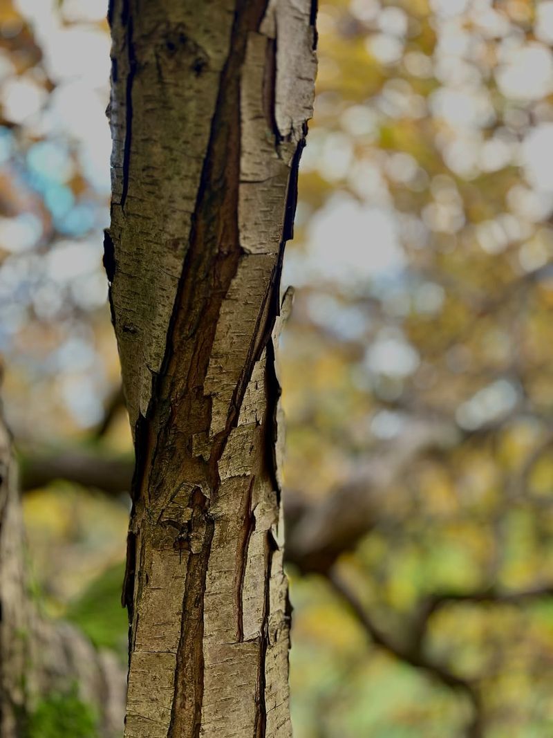 Bark Patterns Tell Stories Like Fingerprints