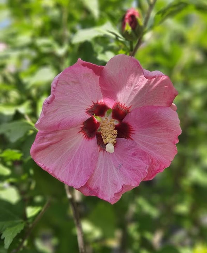 Adapts to Different Soil Types