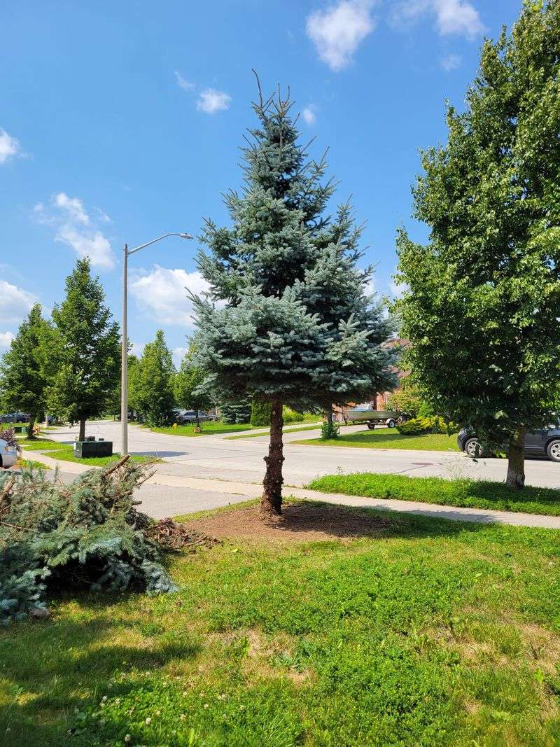 Prune Weak or Damaged Branches in Fall