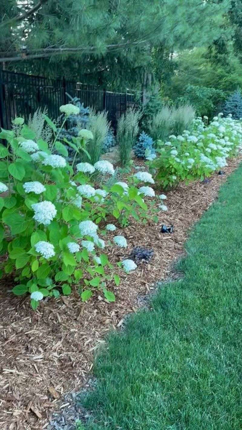 Add A Thick Layer Of Mulch Around The Base