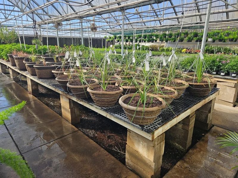 Grouping Plants Together for Warmth