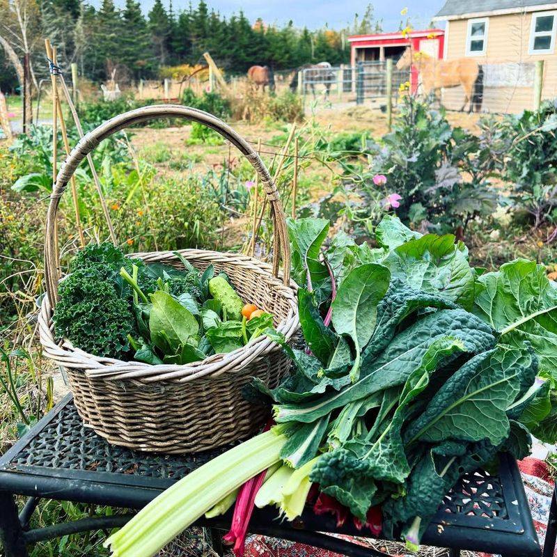 Grocery Bills Drop Significantly