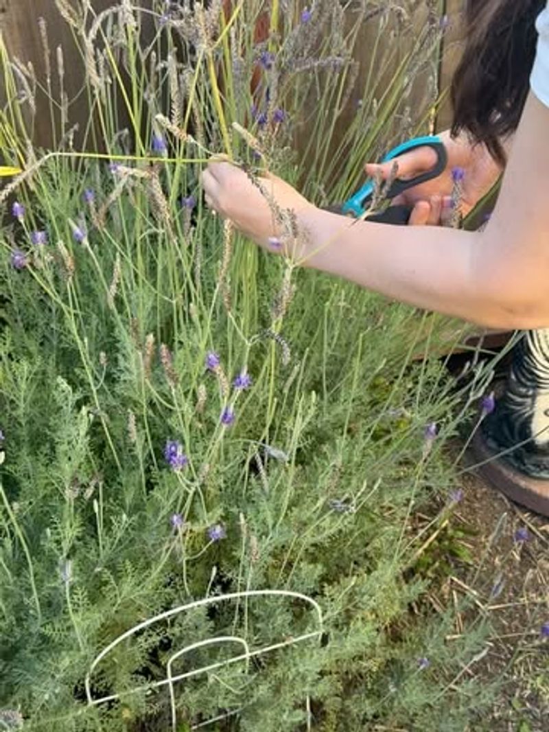 Harvesting For Home Use