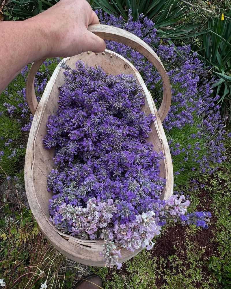 Harvest For Home Use