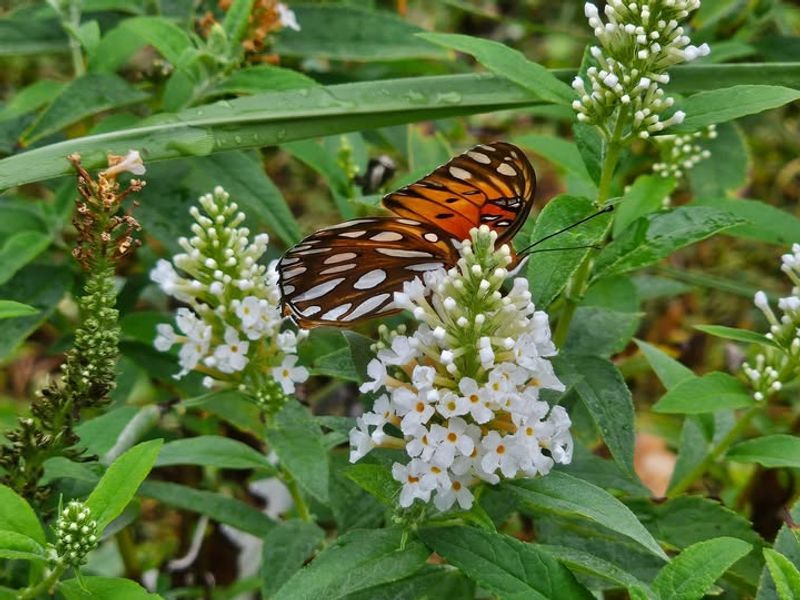Butterfly Bush