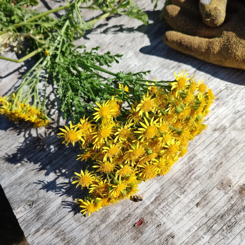 Tansy Ragwort