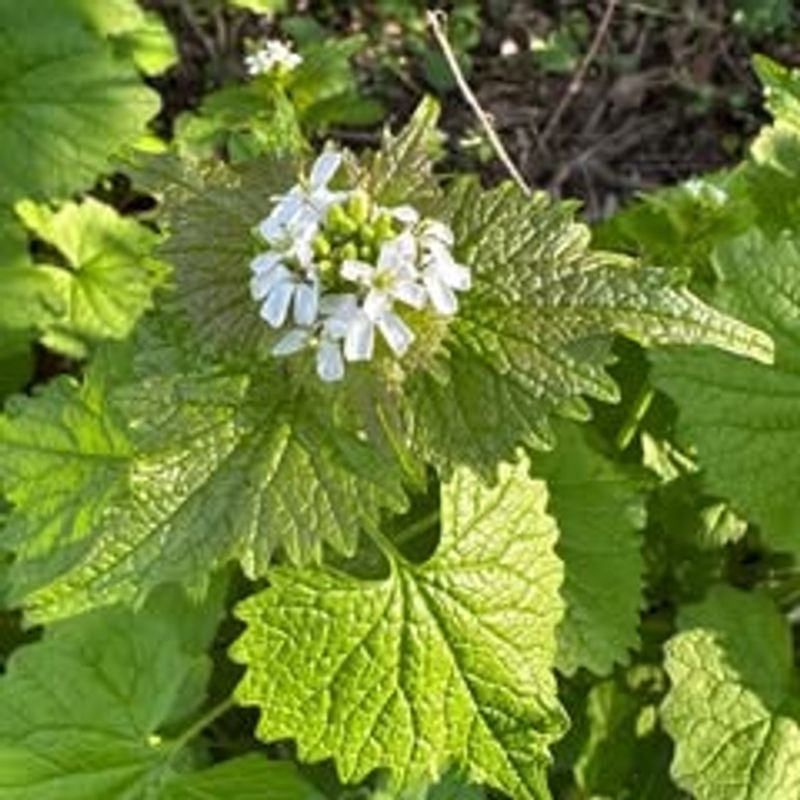 Garlic Mustard