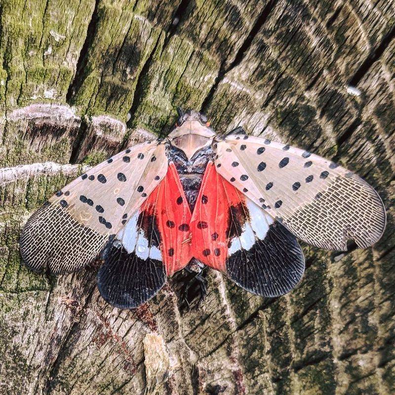 Spotted Lanternfly