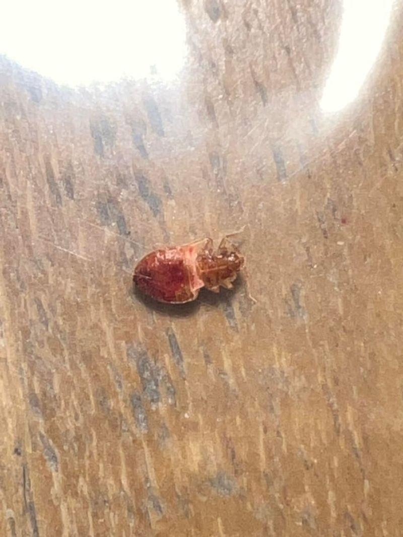 Bed Bug