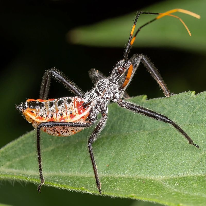 Wheel Bug