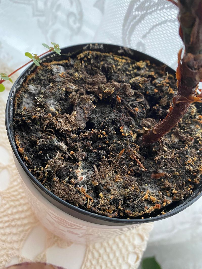 Fuzzy Mold Growing on Soil Surface