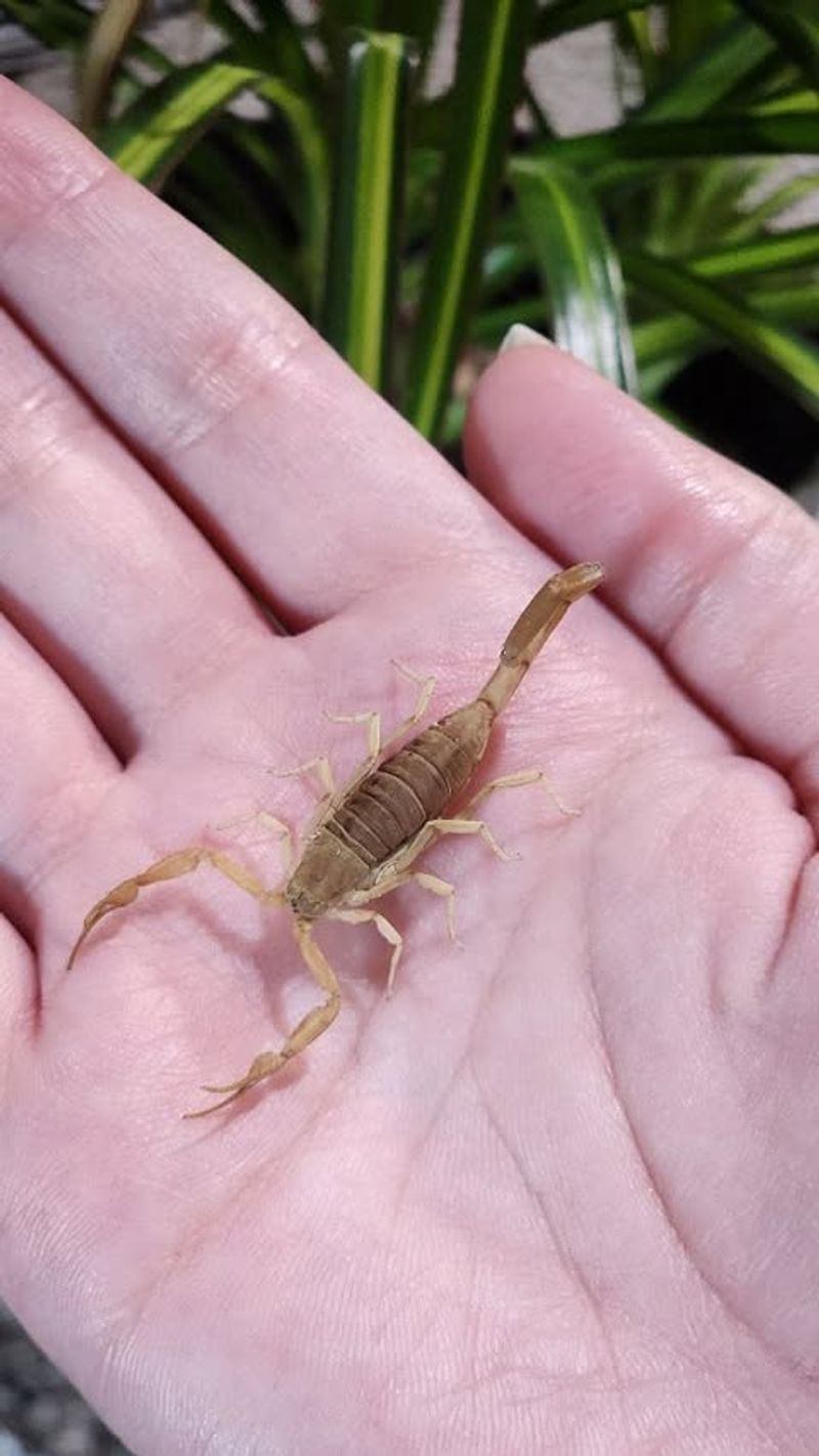 Striped Bark Scorpion