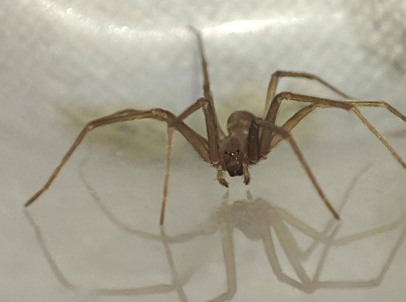 Mediterranean Recluse