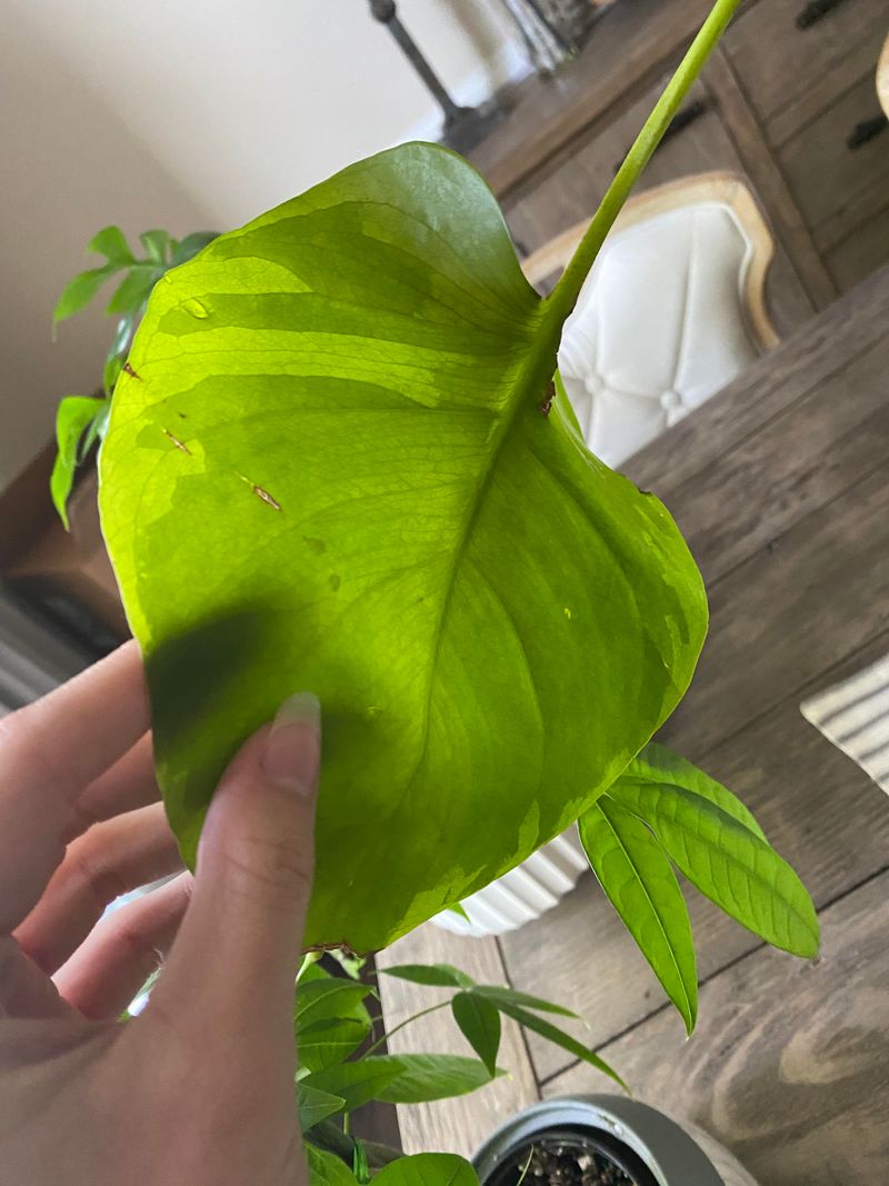 Edema Causes Bumpy Leaf Texture