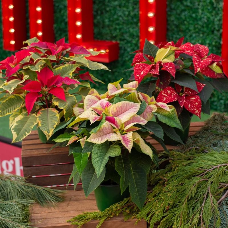 Drooping Stems Mean Water Stress