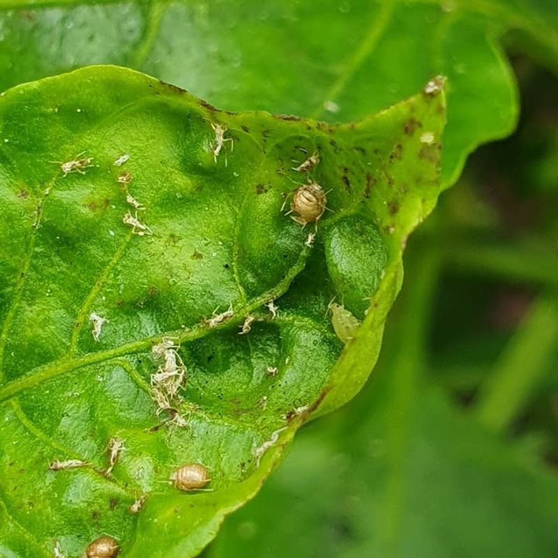 Tiny Bugs Crawling Around