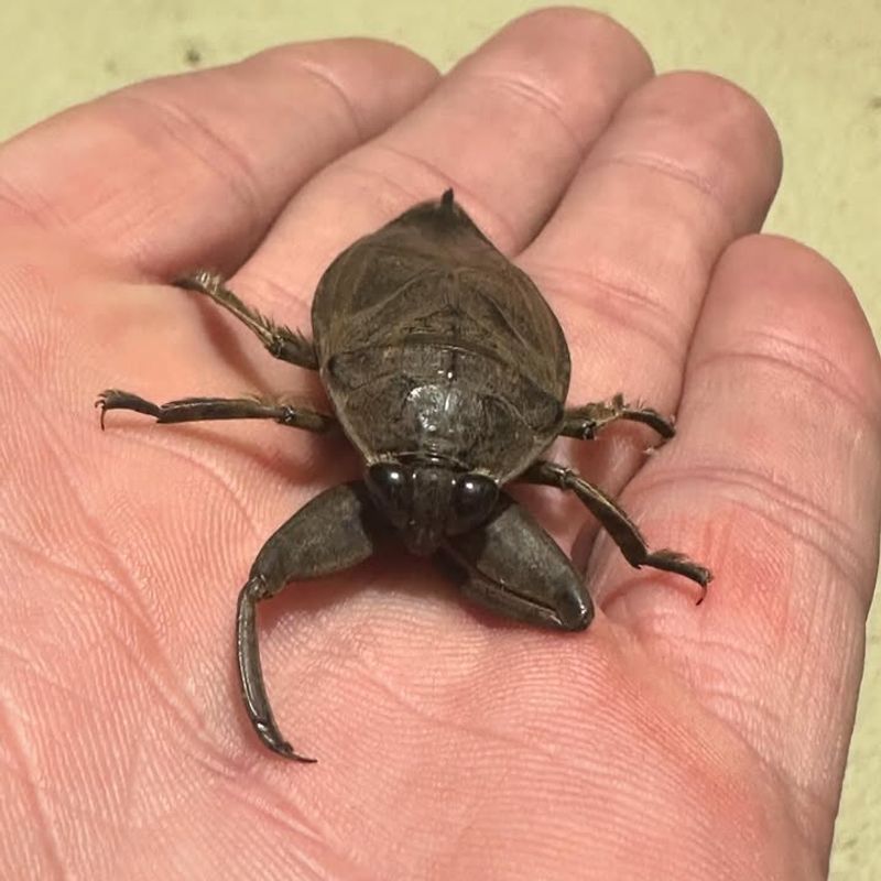 Giant Water Bug