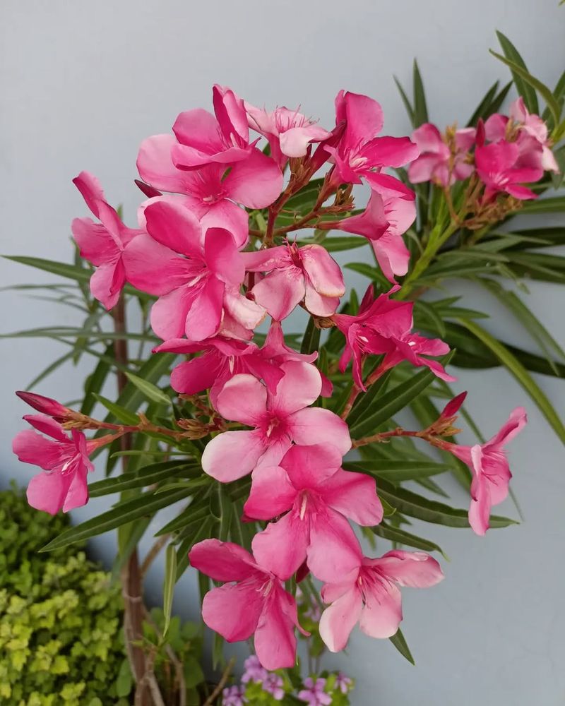 Oleander