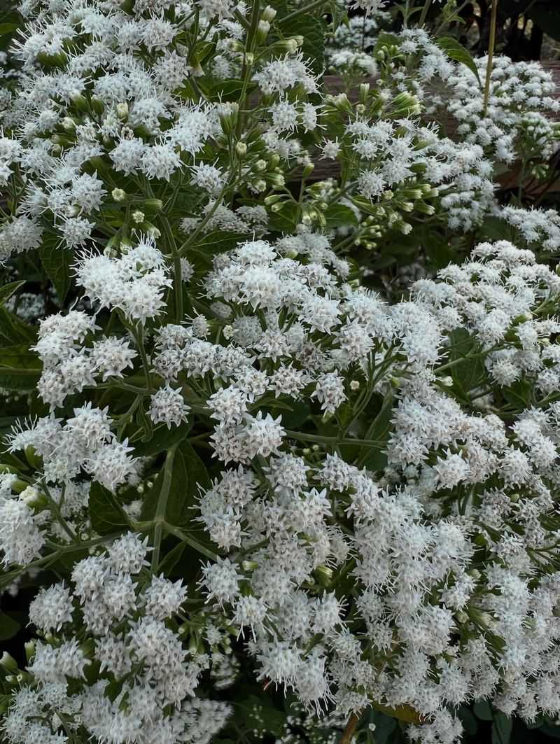 White Snakeroot