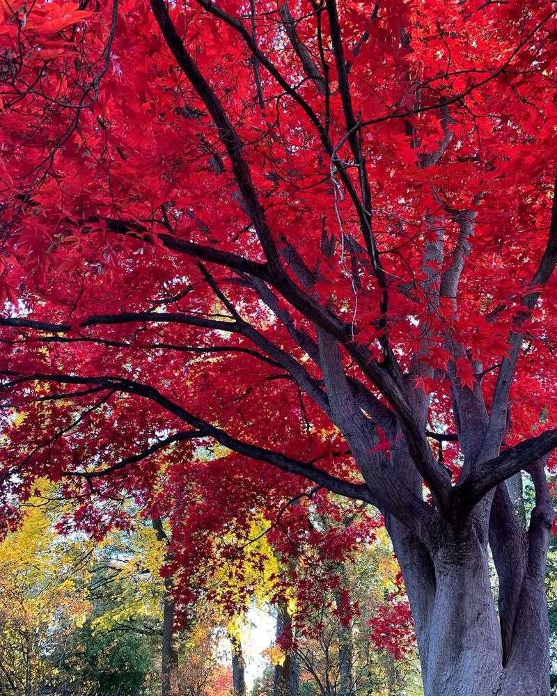Red Maple
