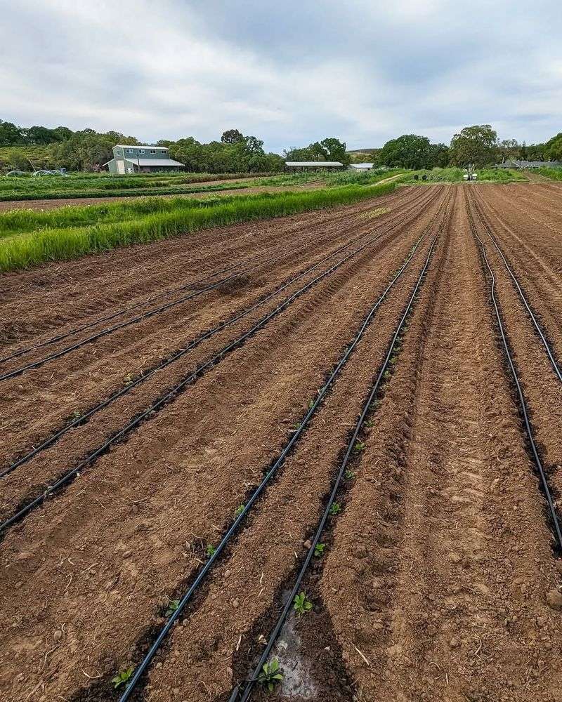 Cover Crops And Compost Work Together