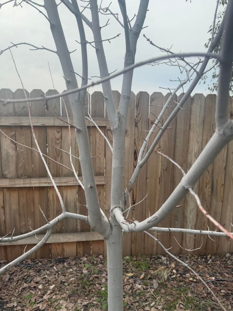 Avoid Damaging The Plant