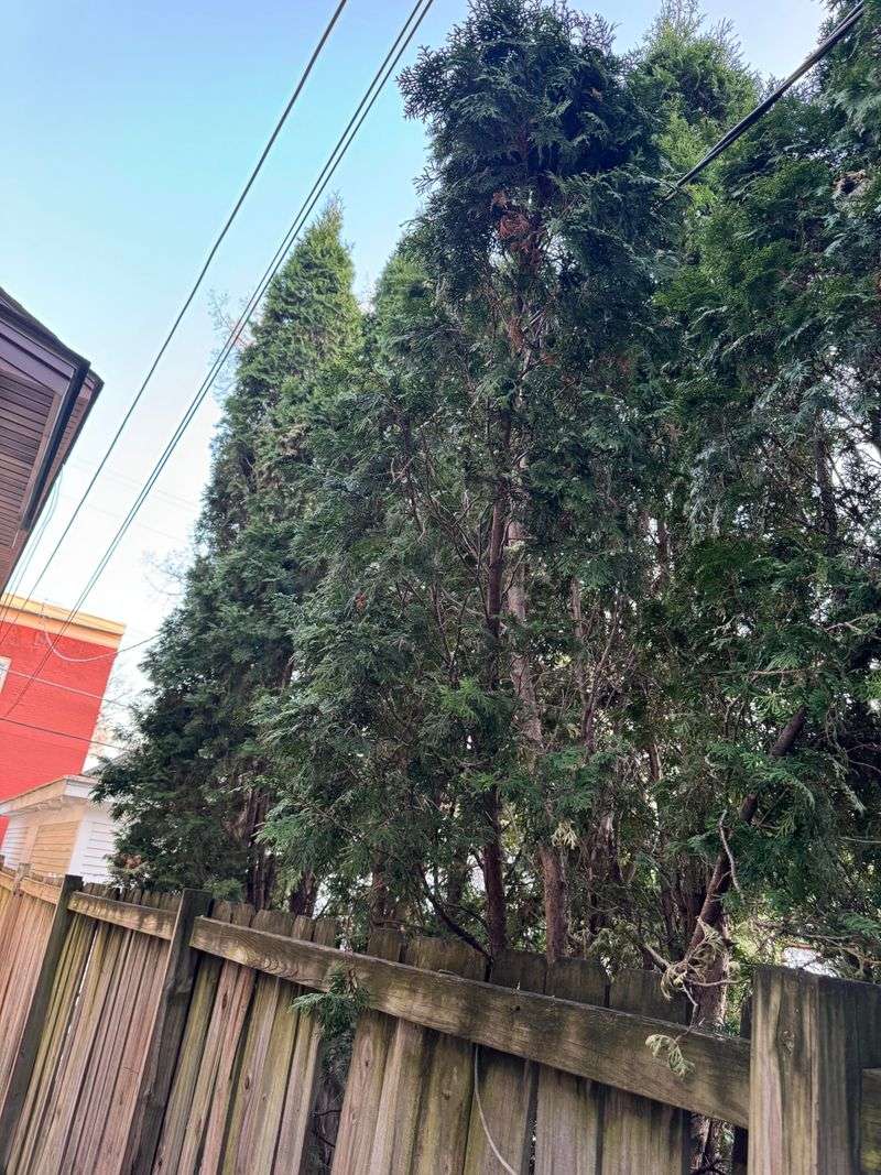 What To Do With The Trimmings