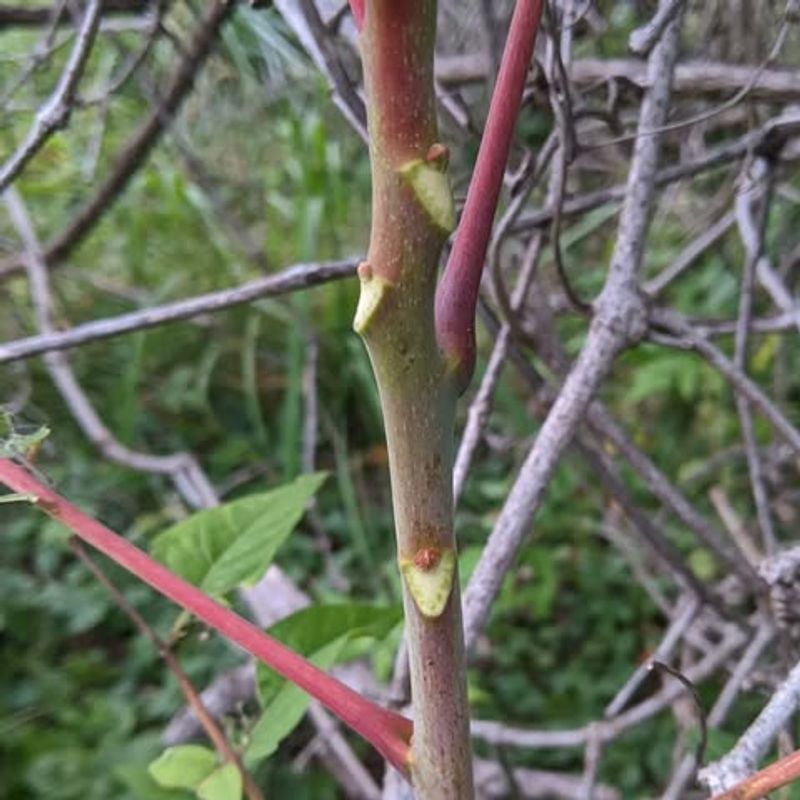 You Must Return Cut Branches